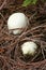 Emerging white false deathcap.