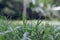 Emerging young grass with fresh green background