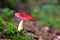 Emetic russula