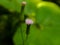 Emilia sonchifolia flowers