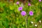 Emilia sonchifolia lilac tassel flower, Cacalia sonchifolia L.
