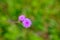Emilia sonchifolia lilac tassel flower, Cacalia sonchifolia L.