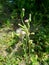 Emilia sonchifolia lilac tassel flower, Cacalia sonchifolia L. with natural background