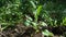 Emilia sonchifolia lilac tassel flower, Cacalia sonchifolia L. with natural background