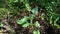 Emilia sonchifolia lilac tassel flower, Cacalia sonchifolia L. with natural background