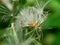 Emilia sonchifolia lilac tassel flower, Cacalia sonchifolia L. with natural background. This plant has a special aroma and is of