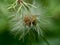 Emilia sonchifolia lilac tassel flower, Cacalia sonchifolia L. with natural background. This plant has a special aroma and is of