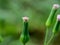 Emilia sonchifolia lilac tassel flower, Cacalia sonchifolia L. with natural background. This plant has a special aroma and is of