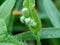 Emilia sonchifolia lilac tassel flower, Cacalia sonchifolia L. with natural background. This plant has a special aroma and is of