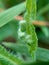 Emilia sonchifolia lilac tassel flower, Cacalia sonchifolia L. with natural background. This plant has a special aroma and is of