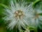 Emilia sonchifolia lilac tassel flower, Cacalia sonchifolia L. with natural background. This plant has a special aroma and is of