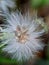 Emilia sonchifolia lilac tassel flower, Cacalia sonchifolia L. with natural background. This plant has a special aroma and is of