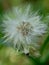 Emilia sonchifolia lilac tassel flower, Cacalia sonchifolia L. with natural background. This plant has a special aroma and is of