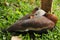 Emma, a Black-Bellied whistiling duck, relaxes at the Toucan Rescue Ranch, a Costa Rican wildlife rescue facility in Costa Rica.