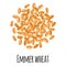 Emmer wheat for template farmer market design, label and packing. Natural energy protein organic super food