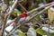 emminck`s Sunbird Aethopyga temminckii in montane forest