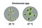 Emmonsia microscopic pathogenic fungi, 3D illustration