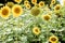 Emoji smile on a flower of a sunflower. Scenic sunflower field