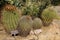 Emory barrel cactus