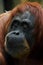Emotion complex reflections Smart and kind face of red orangutan close up