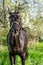 emotion portrait of beautiful black stallion posing around spring blossom apple trees