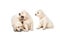 Emotional behaviour of golden retriever puppies sitting isolated