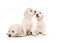 Emotional behaviour of golden retriever puppies sitting isolated