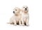 Emotional behaviour of golden retriever puppies sitting isolated