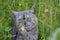 Emotional British grey cat on a summer walk eating fresh green grass with a funny feeling, eating grass holding paw and big