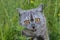 An emotional British grey cat on a summer walk eats fresh green grass with a funny feeling, showing teeth and a big mustache while