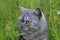 Emotional British grey cat on a summer walk with a surprised funny feeling. Open mouth, strangled eyes. Pet care, natural food and