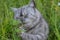 An emotional British grey cat on a walk in the summer eats fresh green grass with a funny feeling, eyes closed and a big mustache