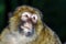 Emotional close-up portrait of mocaco monkey