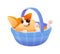 Emotional cute corgi dog lying in a basket.