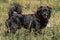 Emotional old black dog posing outdoors, cute fluffy pup on a wa