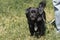 Emotional old black dog posing outdoors, cute fluffy pup on a wa