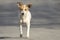 Emotional portrait of a stray dog. Abandoned pets. Adopting a dog from shelter