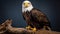 Emotionally Charged Portrait Of Eagle Named Poll Sitting On Perch