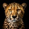 Emotionally Charged Portraits: Cheraucharti Cheetah On Black Background