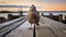 Emotionally Charged Portraits: A Quail On An Old Pier