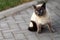 Emotions Siamese cat