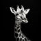 Emotive Black And White Giraffe Photo With Solarization Effect