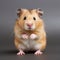 Emotive Hamster Portrait On Gray Background