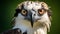 Emotive Osprey Portrait In National Geographic Style
