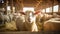 Empathetic Sheep In A Barn: Capturing Rural America\\\'s Golden Light