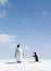 Emperor and Adelie Penguin