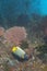 Emperor Angel Fish in Colorful underwater landscape of Papua