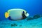 Emperor Angelfish