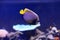 Emperor Angelfish