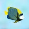Emperor angelfish. Pomacanthus imperator. Vector illustration of
